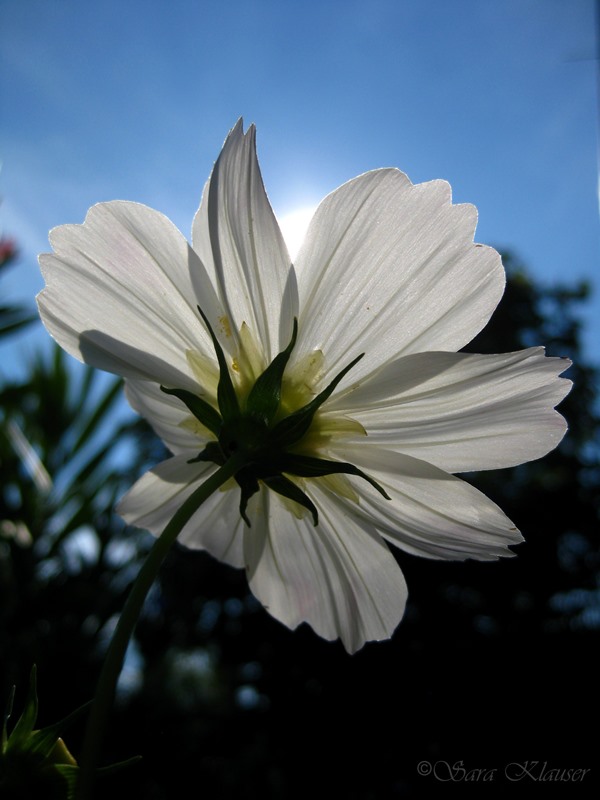 Cosmea