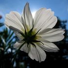 Cosmea