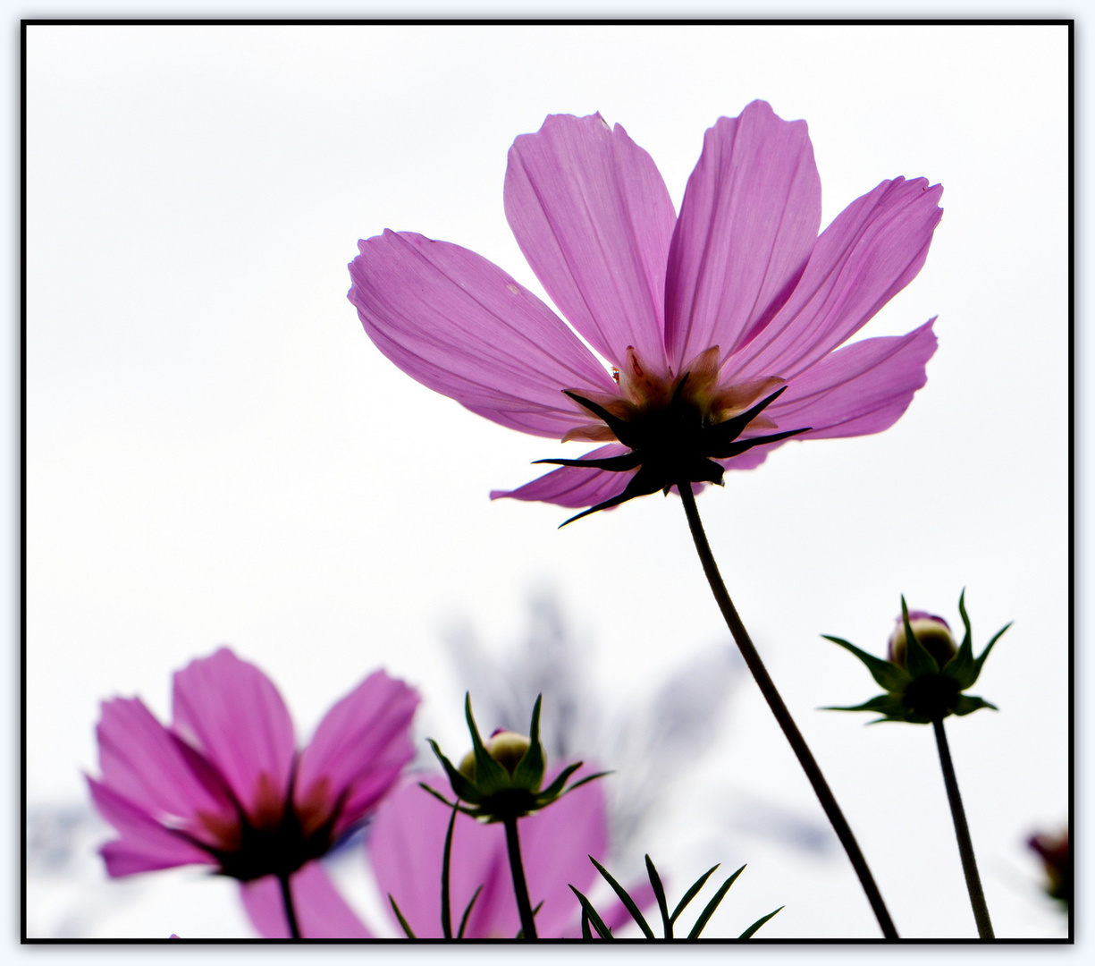 ... - Cosmea -...  3