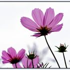 ... - Cosmea -...  3