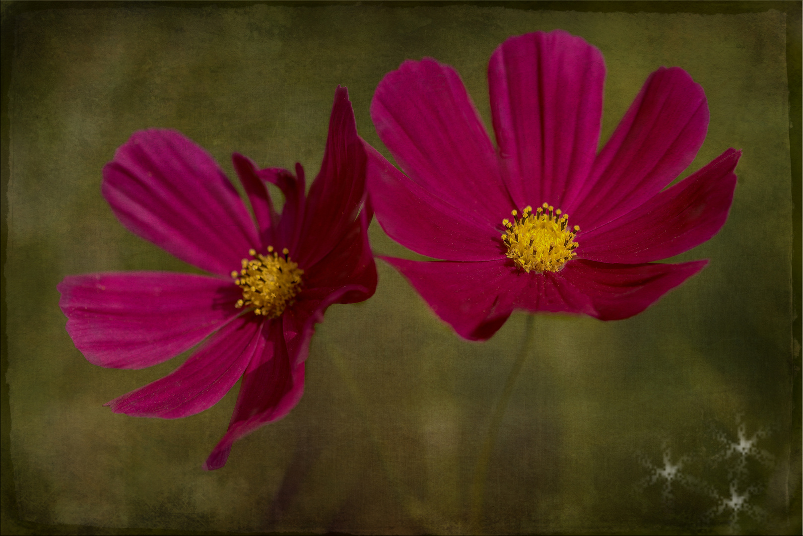 Cosmea