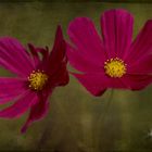 Cosmea