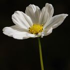 " Cosmea "