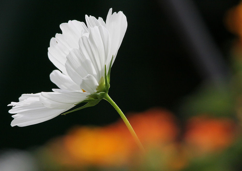 Cosmea