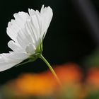 Cosmea