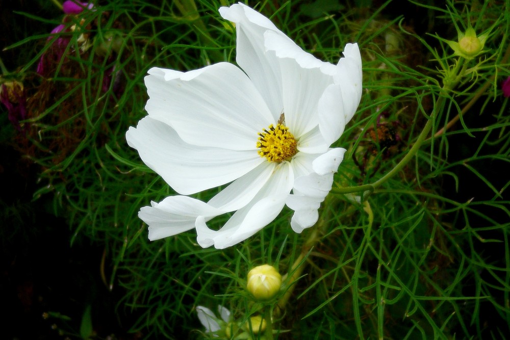 Cosmea