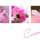 Cosmea