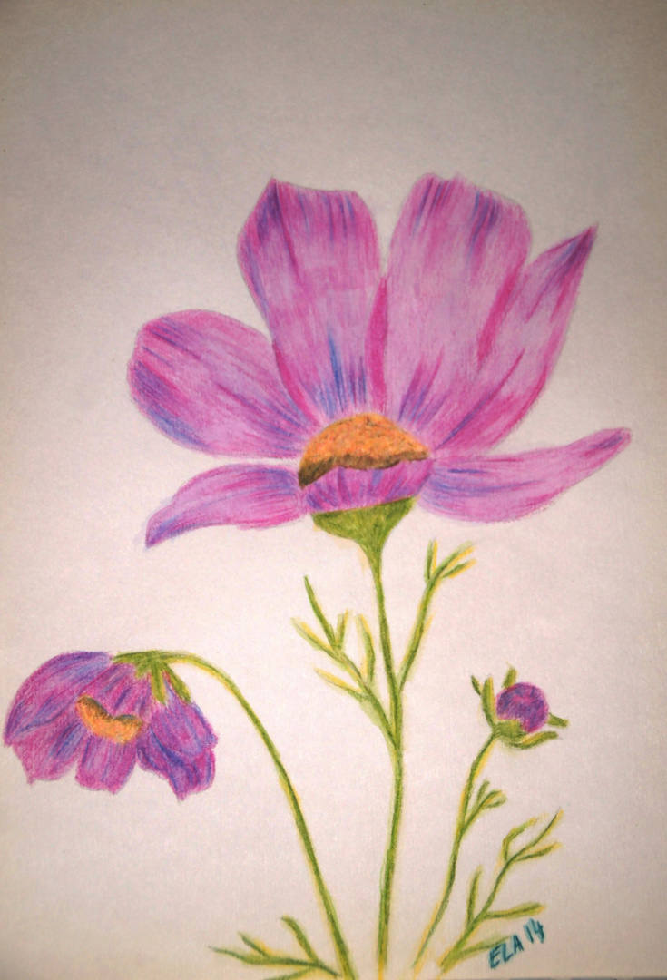 Cosmea