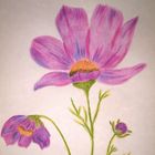 Cosmea