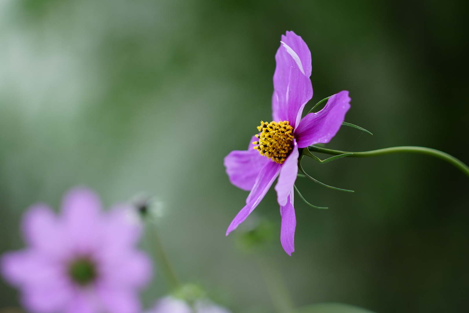 Cosmea 