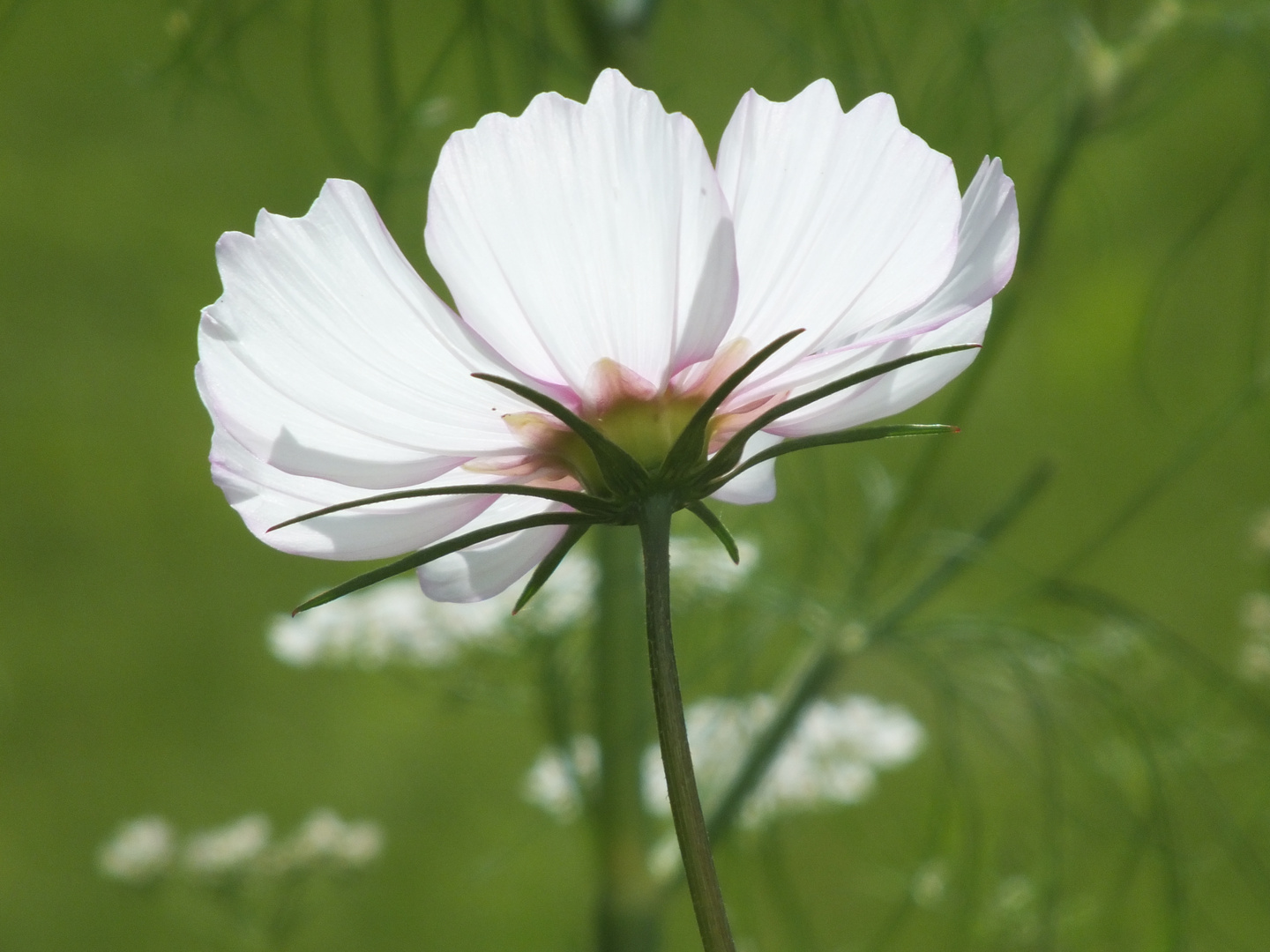 Cosmea