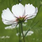 Cosmea