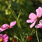 Cosmea