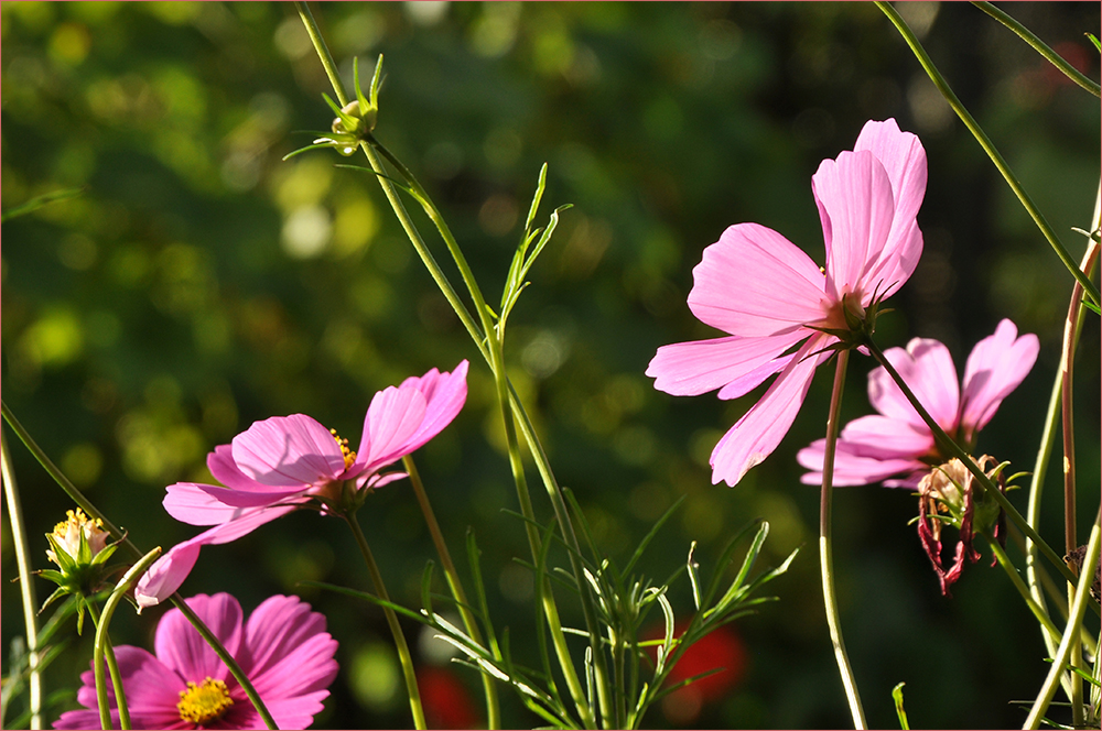 Cosmea