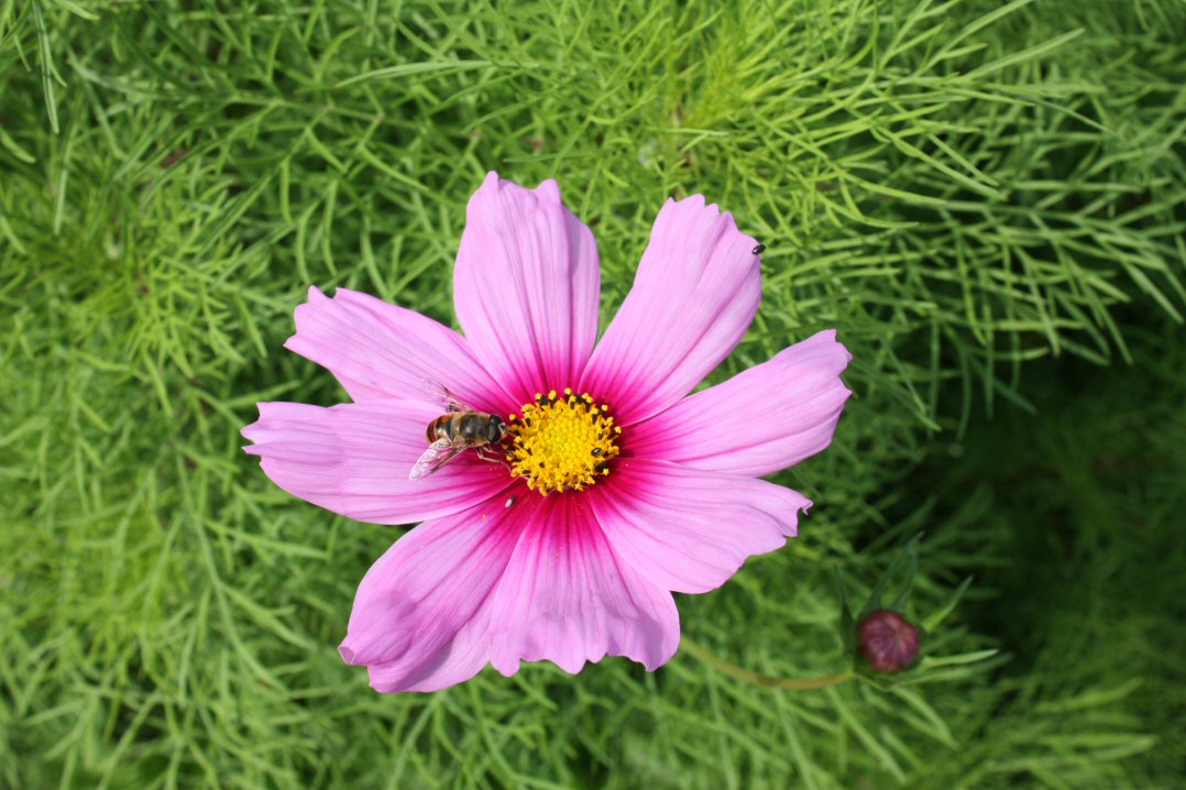 cosmea