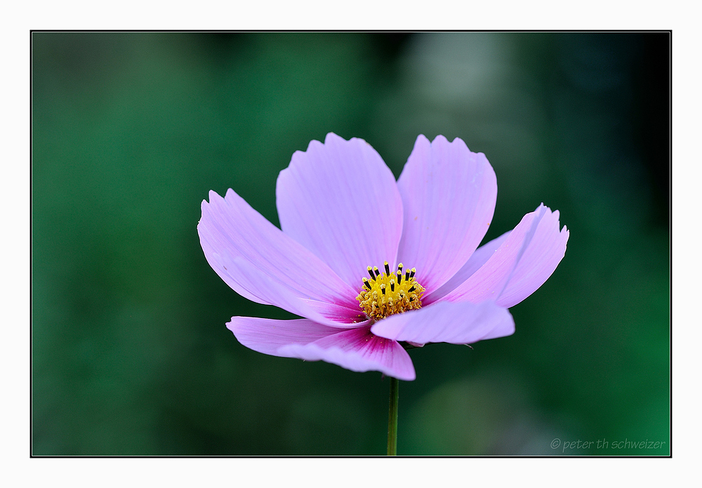 Cosmea