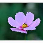 Cosmea