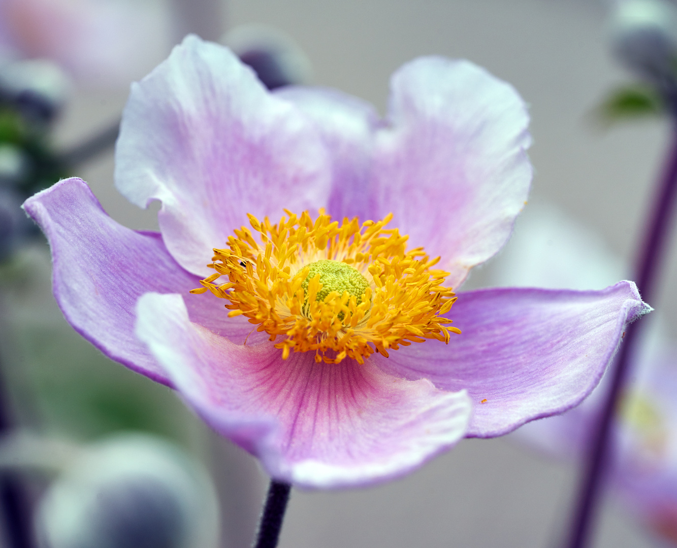 Cosmea