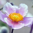 Cosmea