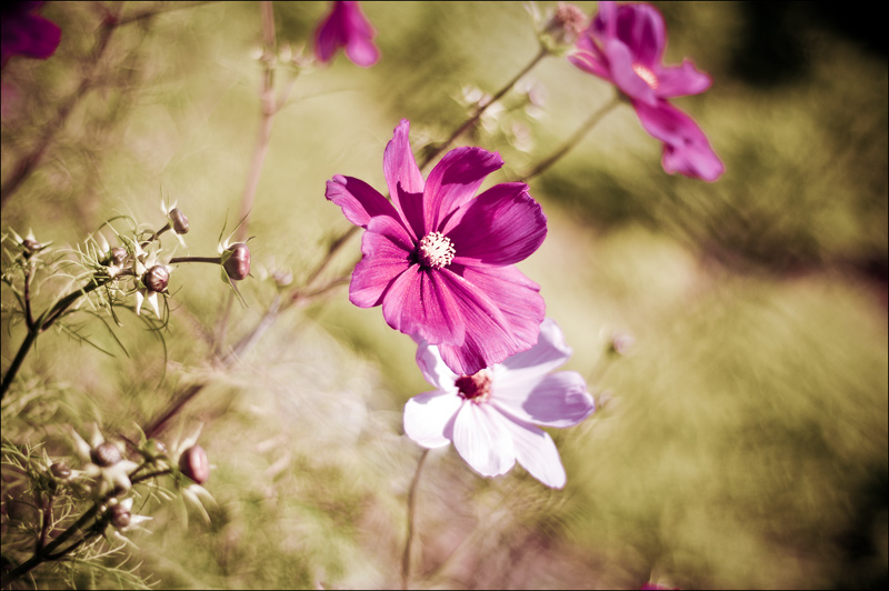 Cosmea