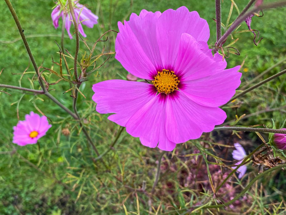 Cosmea