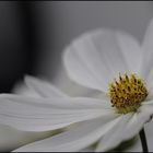 Cosmea...