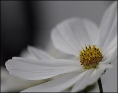 Cosmea...