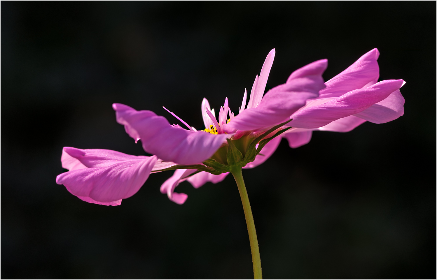 Cosmea