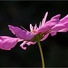 Cosmea