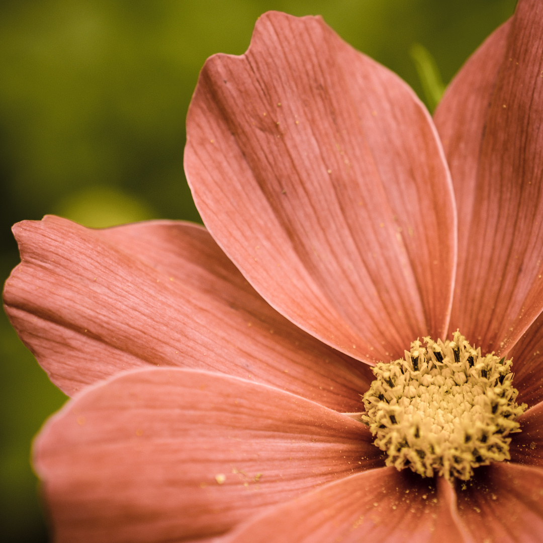 Cosmea