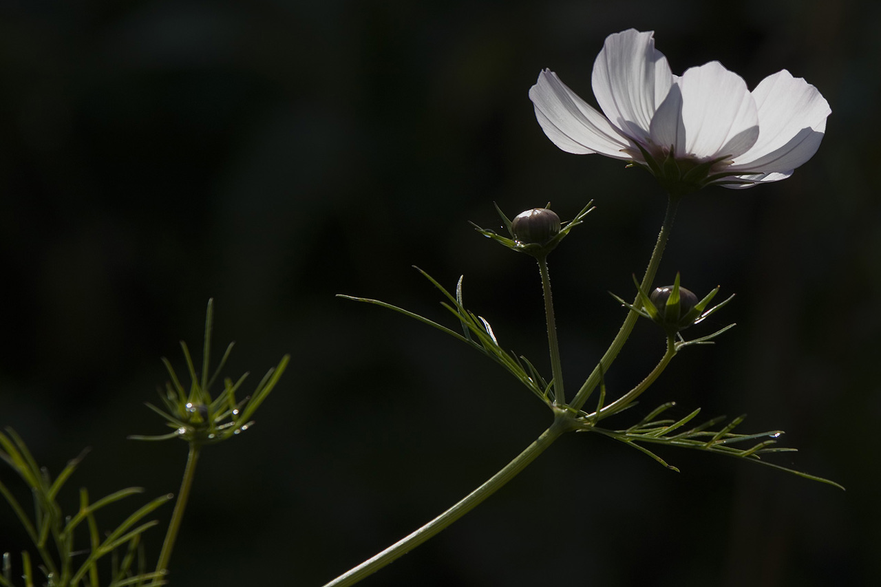 Cosmea 4