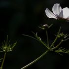 Cosmea 4