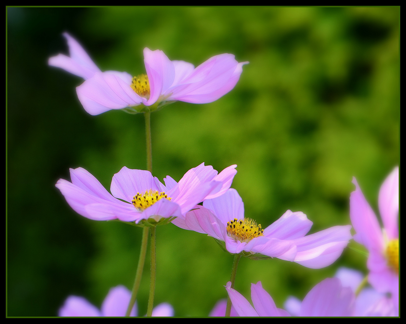 ... -  Cosmea  -... 4