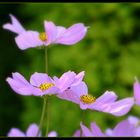 ... -  Cosmea  -... 4