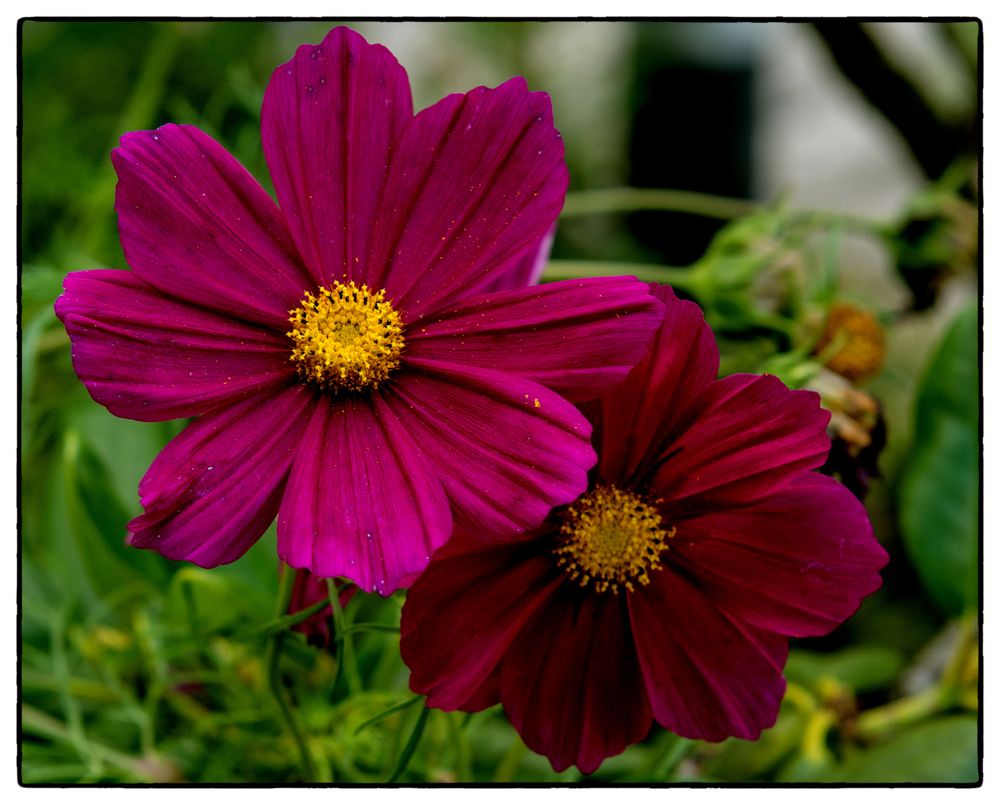 Cosmea