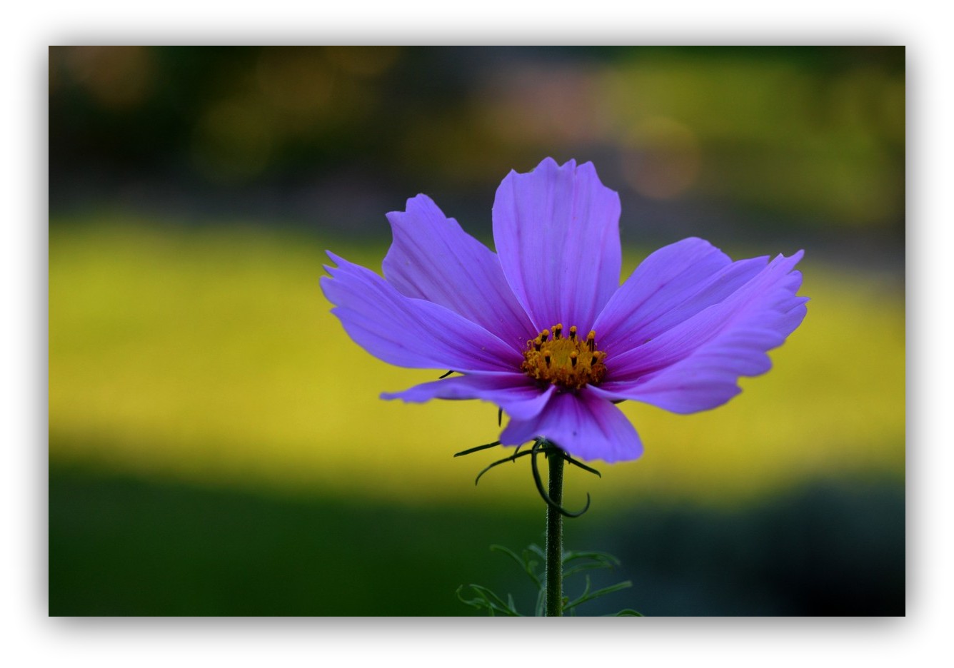 Cosmea