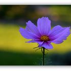 Cosmea