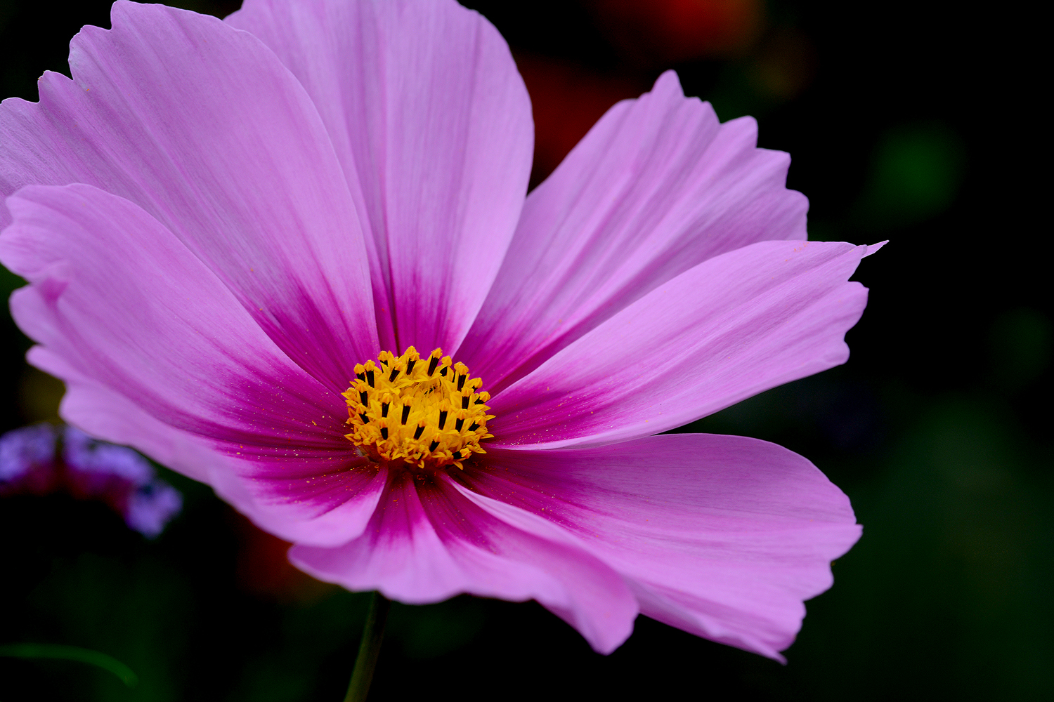 Cosmea