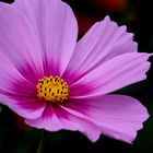 Cosmea