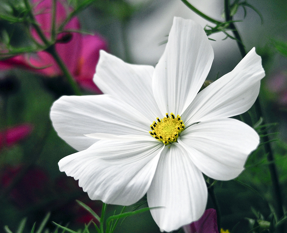 Cosmea