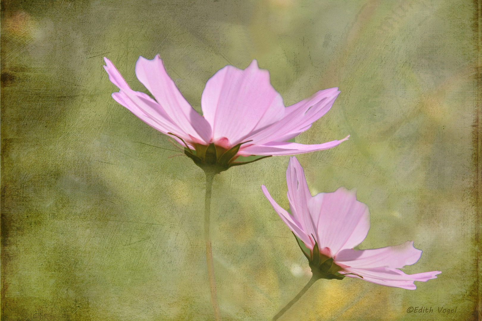 Cosmea