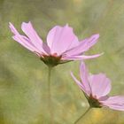 Cosmea