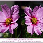 Cosmea