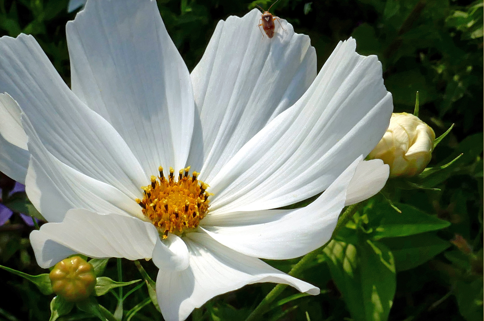 Cosmea 