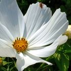 Cosmea 