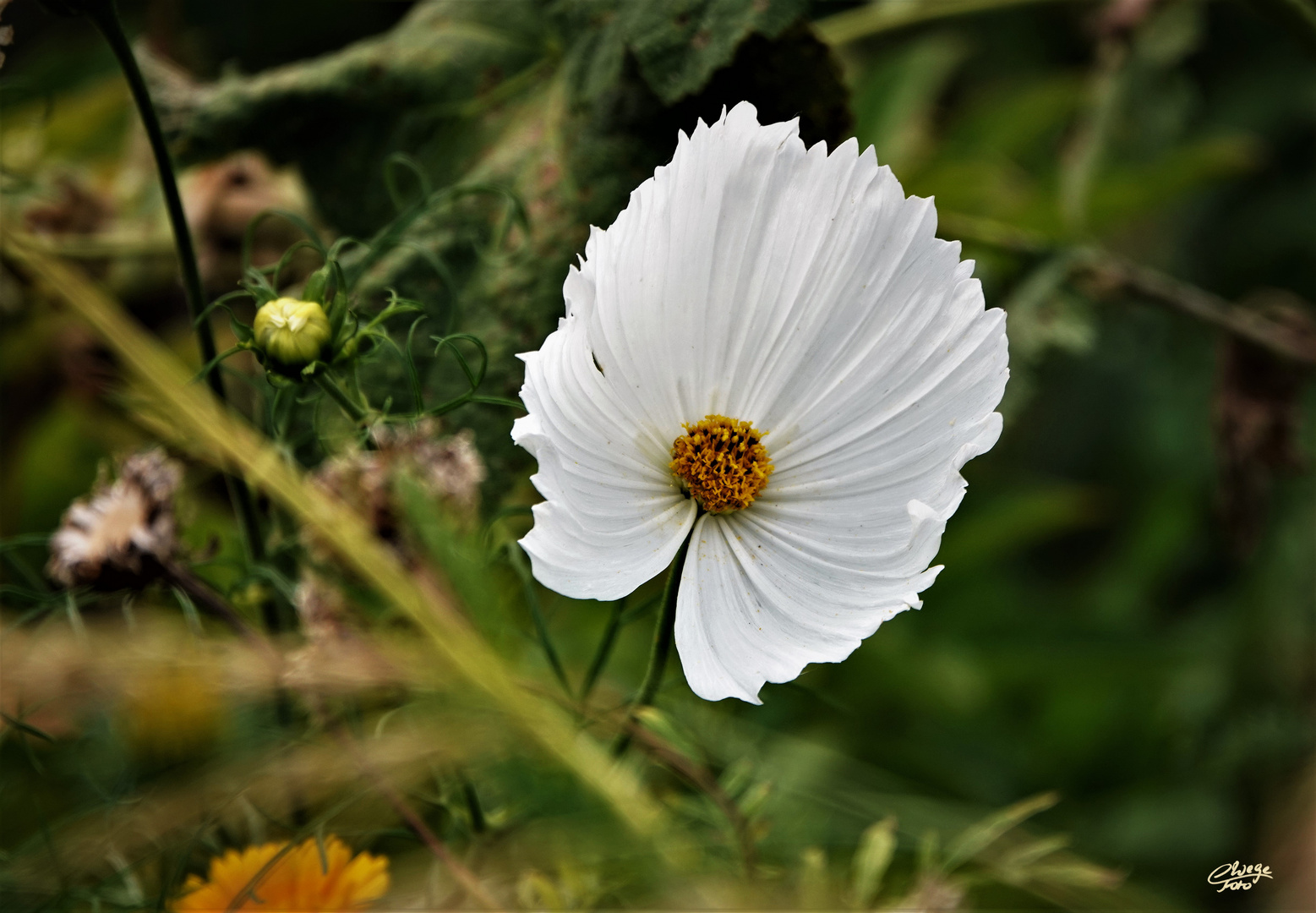 Cosmea