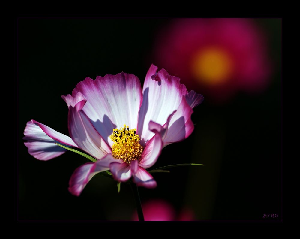 Cosmea