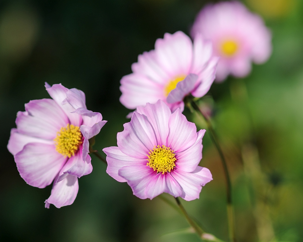 Cosmea Foto & Bild pflanzen, pilze & flechten, blüten