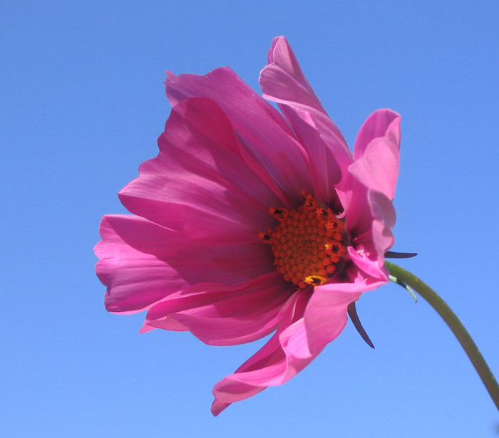 Cosmea