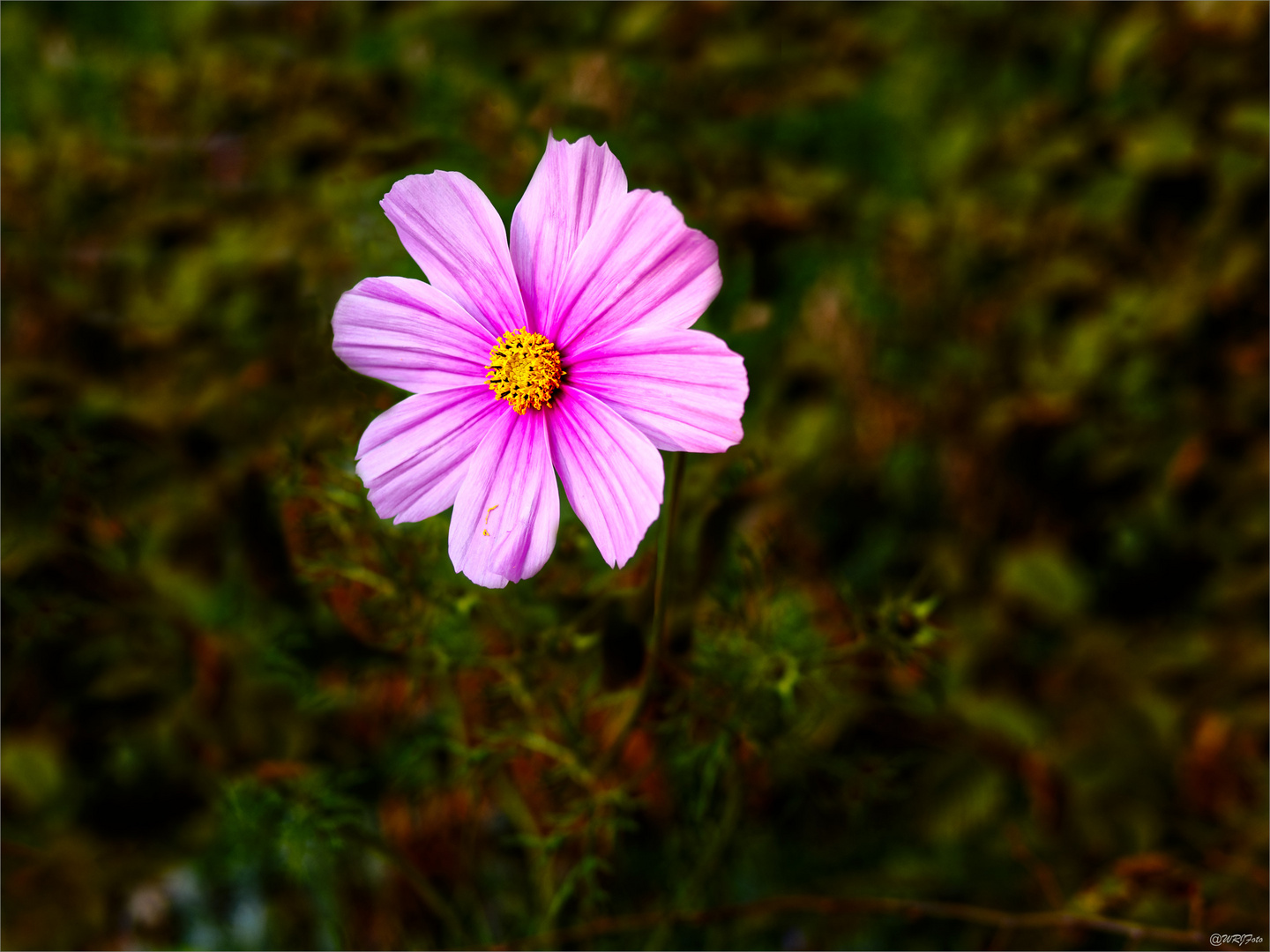 Cosmea